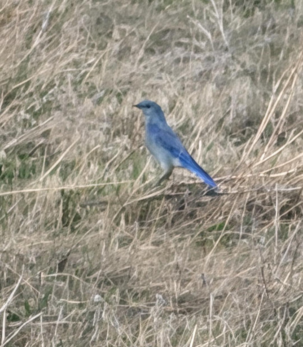 Mountain Bluebird - ML646135450