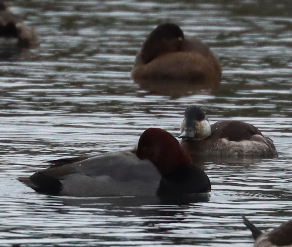 Redhead - ML646135451