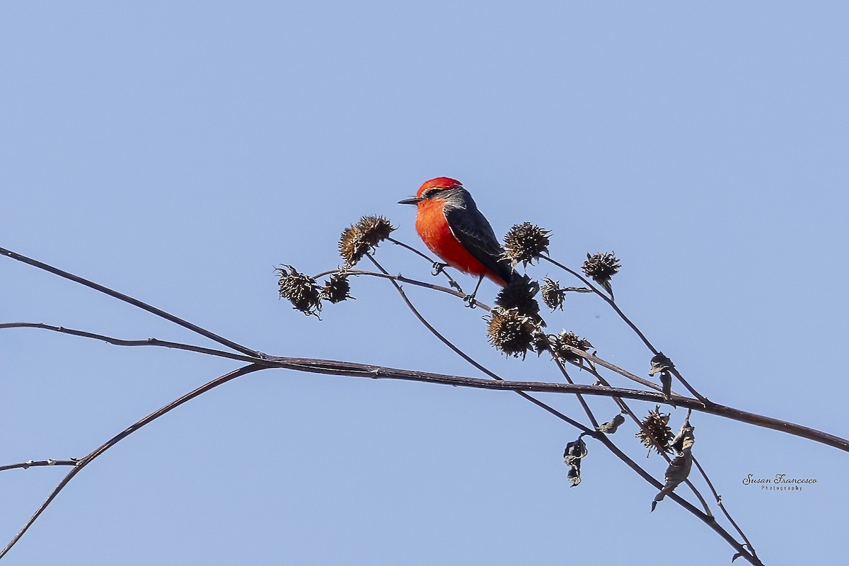 Vermilion Flycatcher - ML646135453