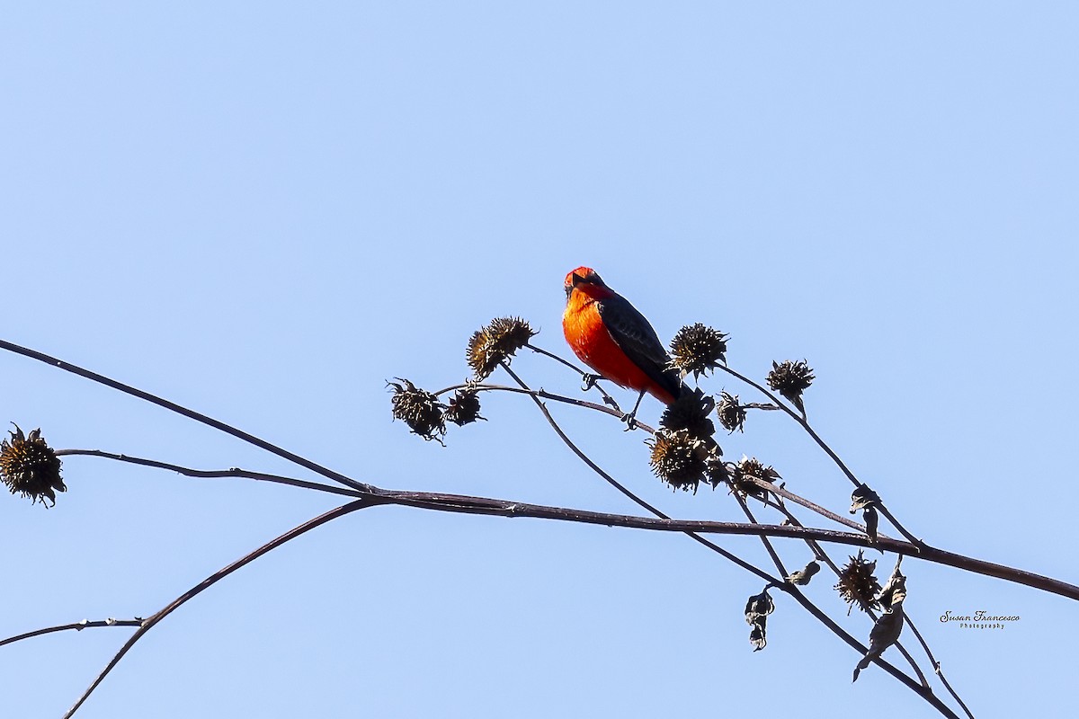Vermilion Flycatcher - ML646135454