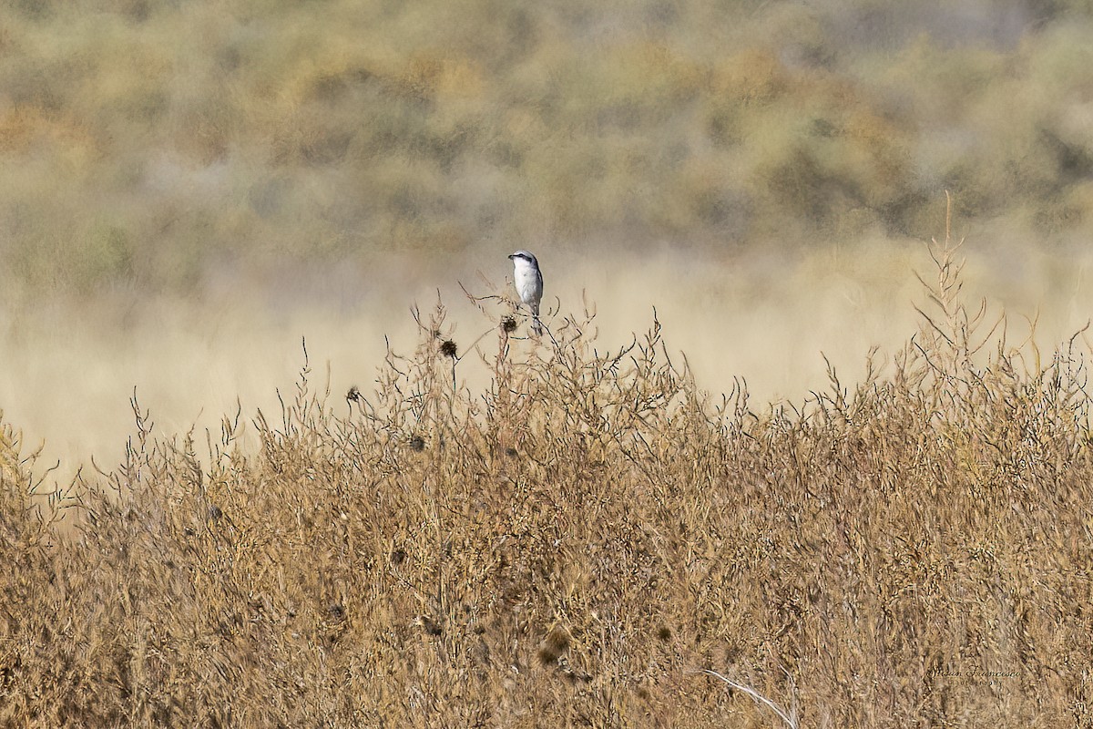 Loggerhead Shrike - ML646135458