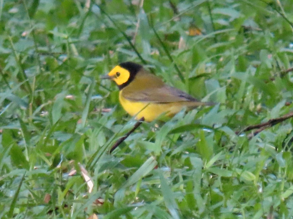 lesňáček kápový - ML646135459