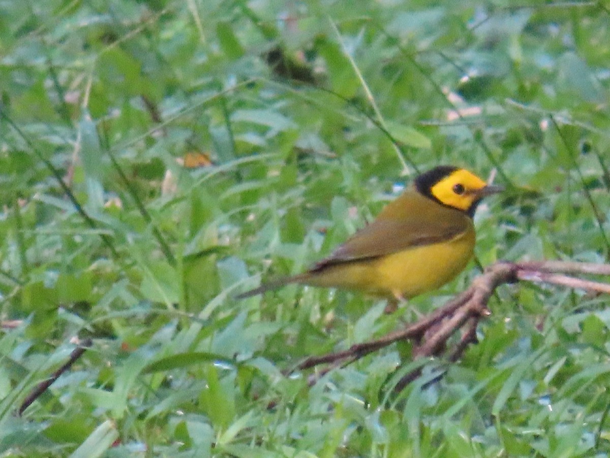 lesňáček kápový - ML646135460