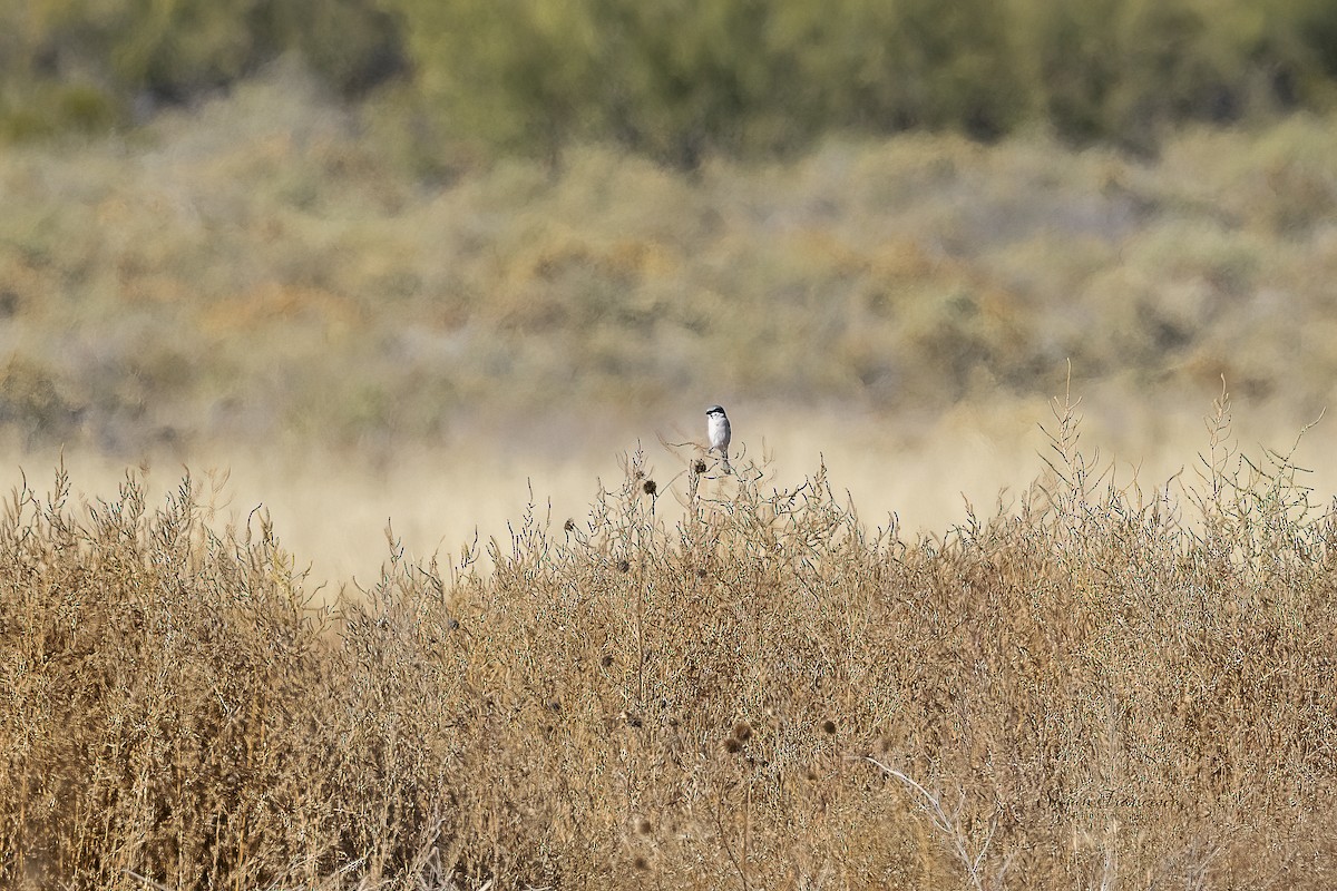 Loggerhead Shrike - ML646135461
