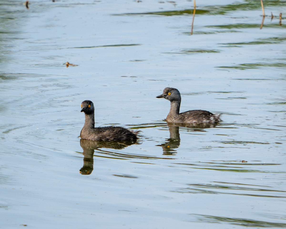 Least Grebe - ML646135462