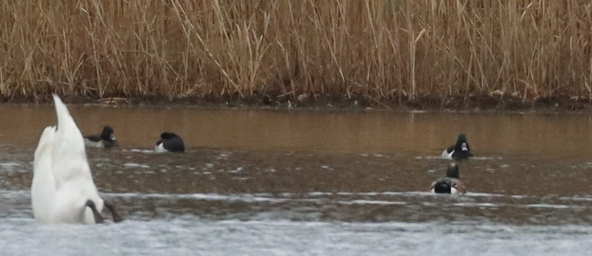 Ring-necked Duck - ML646135464