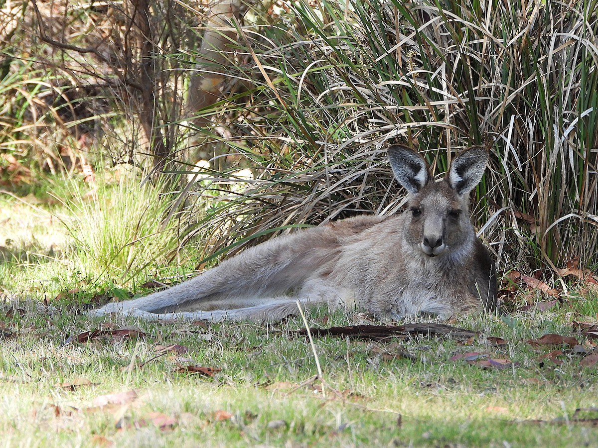 Eastern Grey Kangaroo - ML646135468
