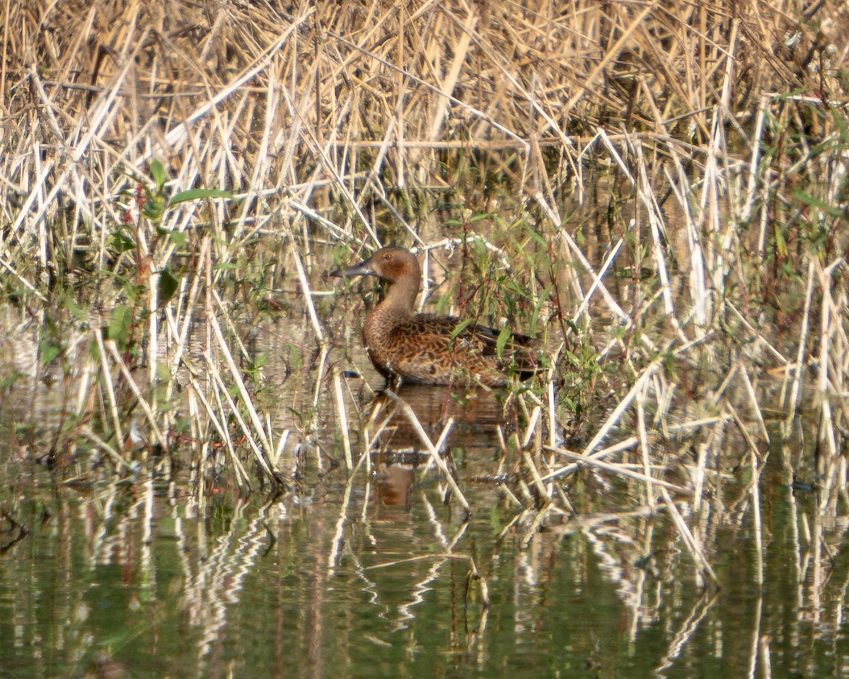 Cinnamon Teal - ML646135469