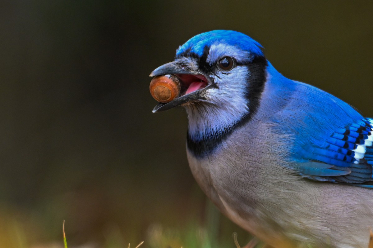 Blue Jay - ML646135474