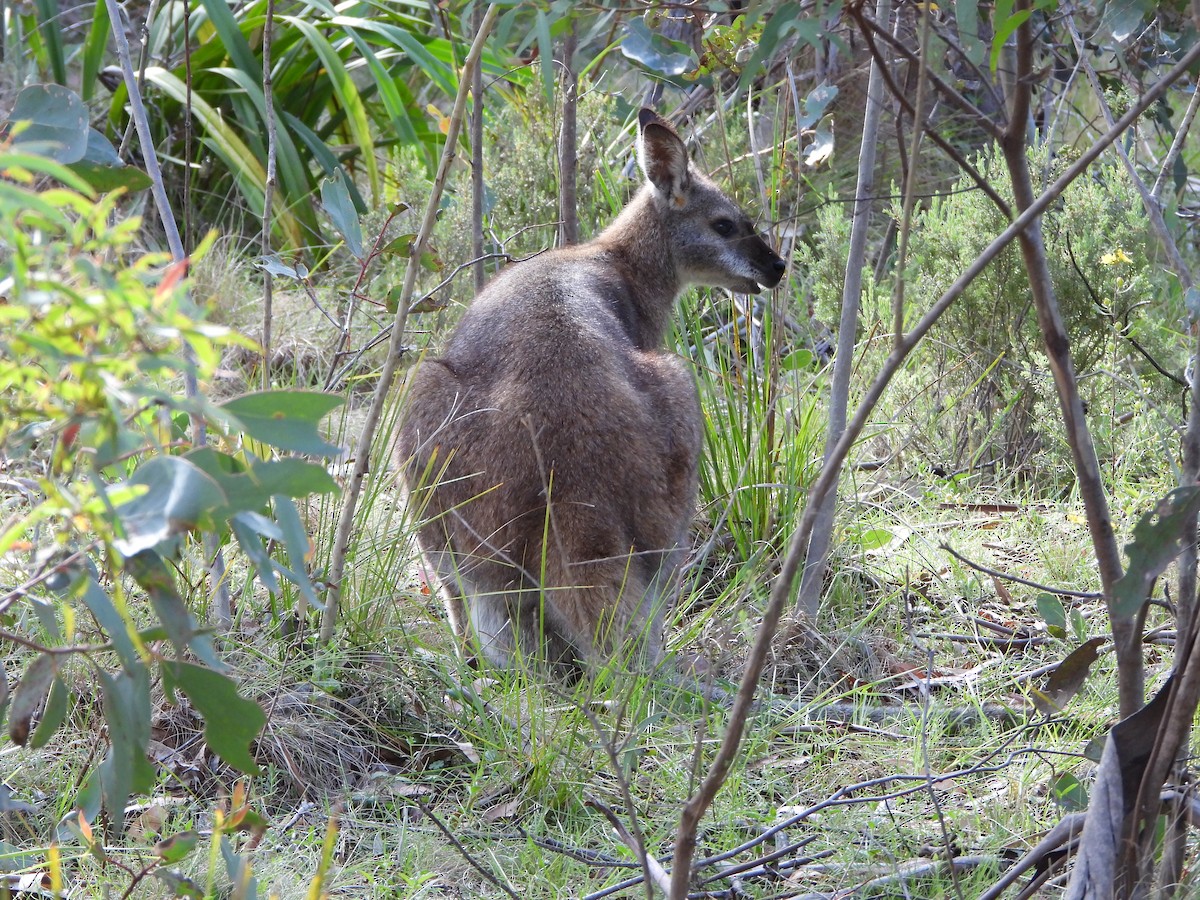 Red-necked Wallaby - ML646135477