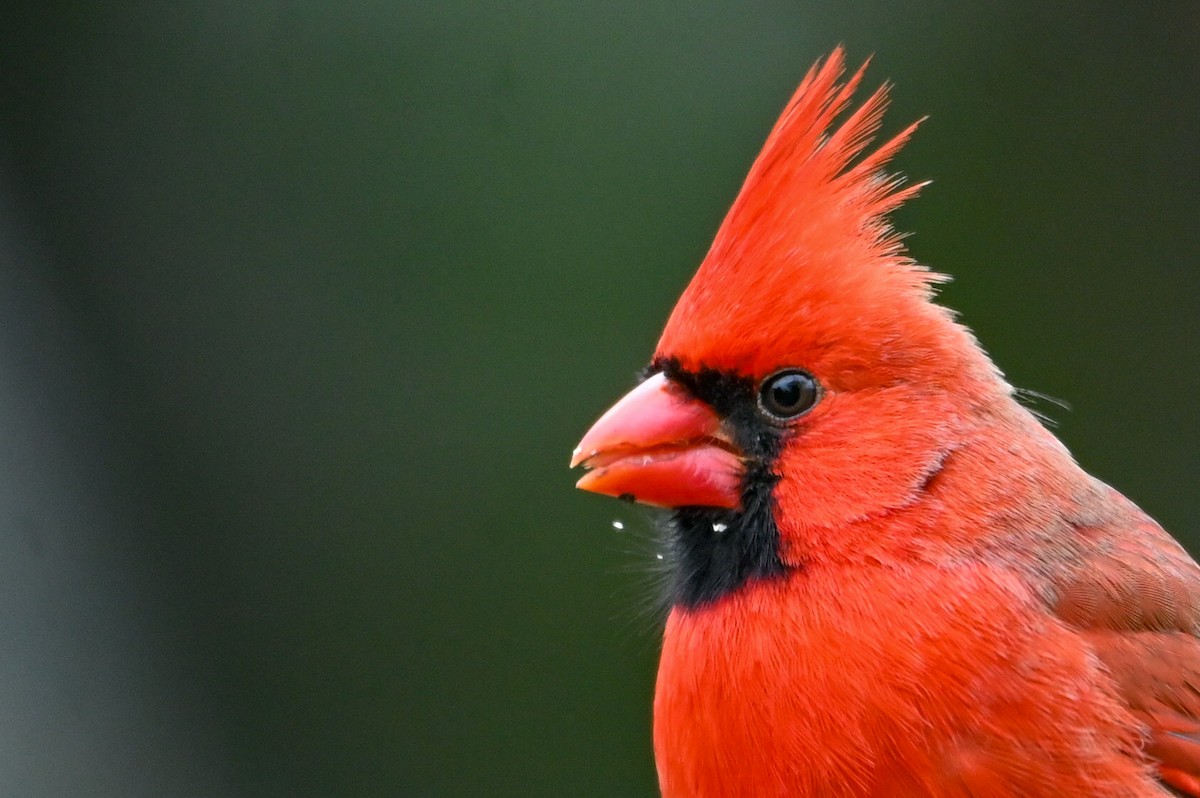 Northern Cardinal - ML646135478
