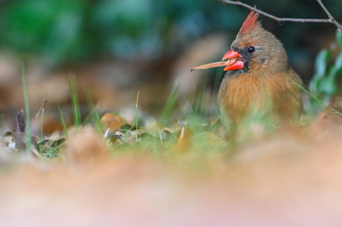 Northern Cardinal - ML646135479