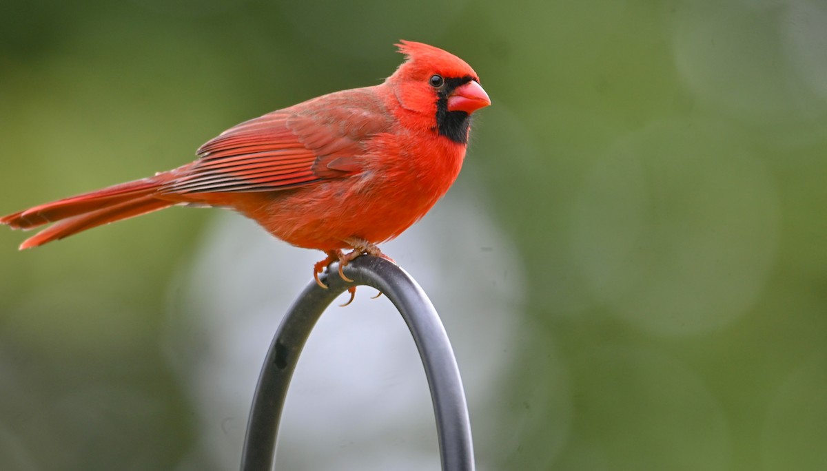 Northern Cardinal - ML646135480