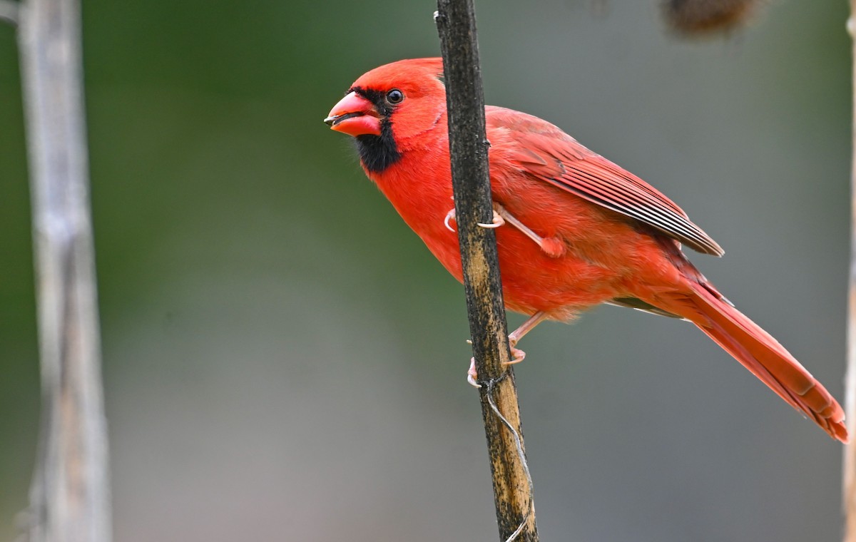 Northern Cardinal - ML646135481
