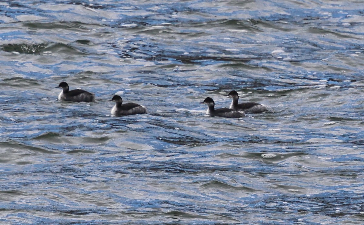 Eared Grebe - ML646135501