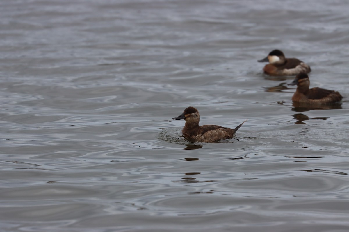 Ruddy Duck - ML646135502