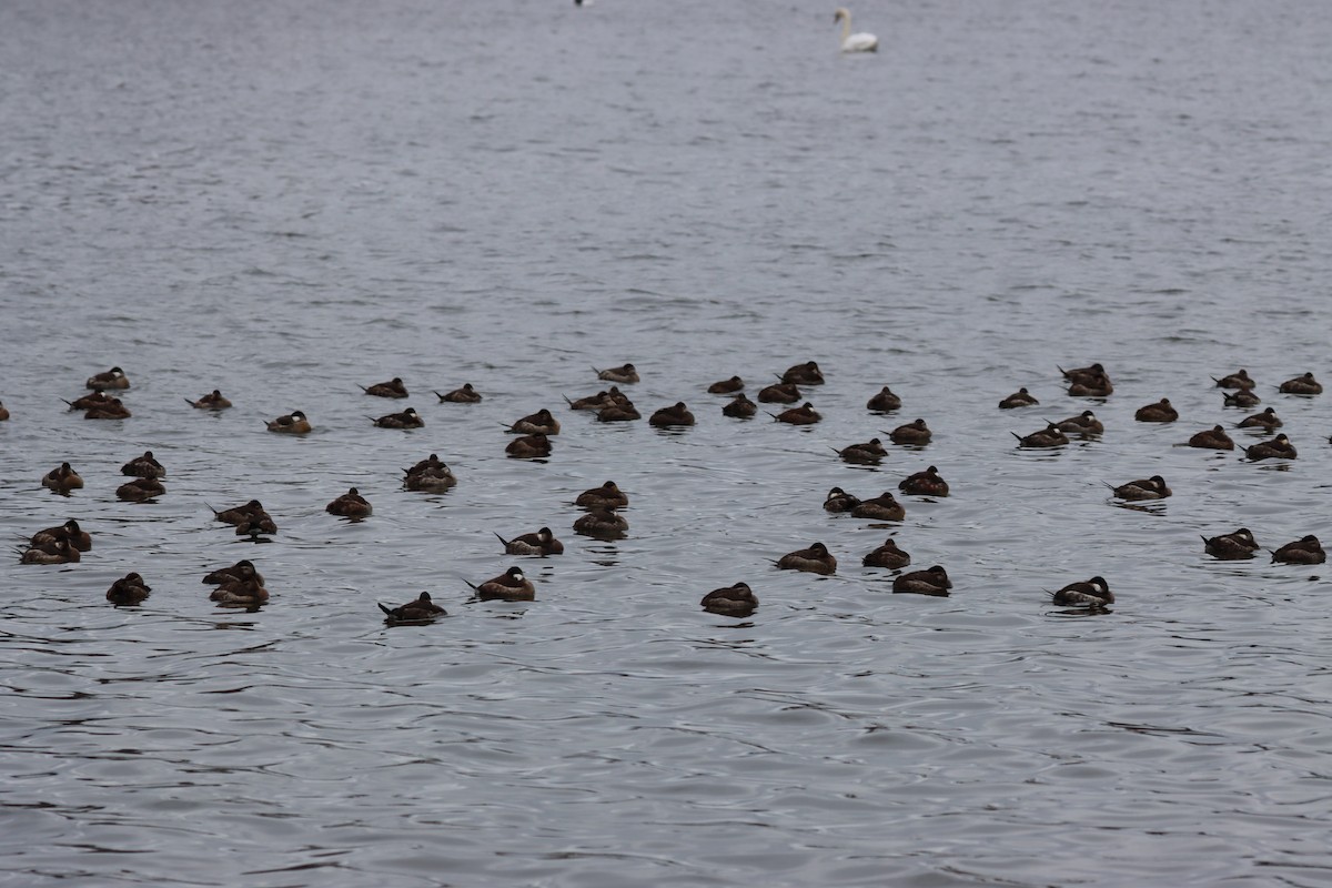 Ruddy Duck - ML646135503