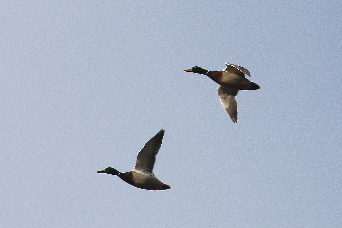 Mallard - ML646135505