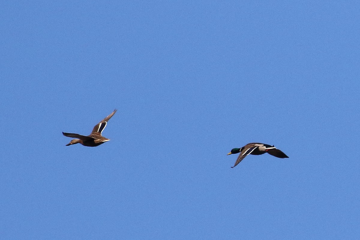 Mallard - ML646135506