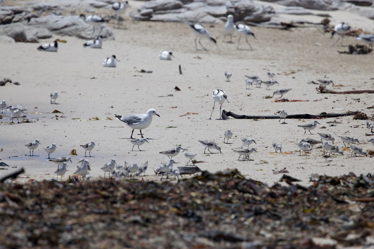 Sanderling - ML646135513