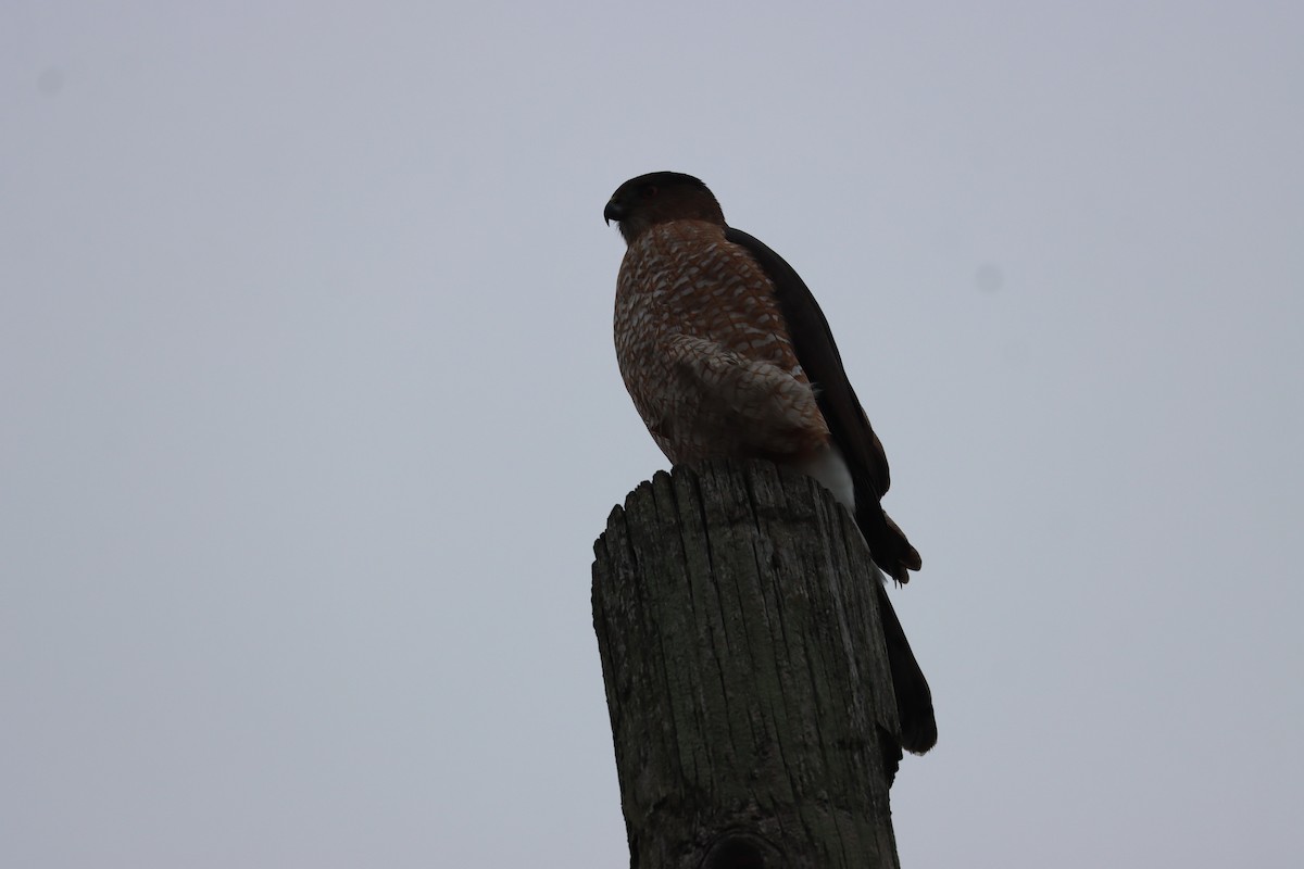 Cooper's Hawk - ML646135514
