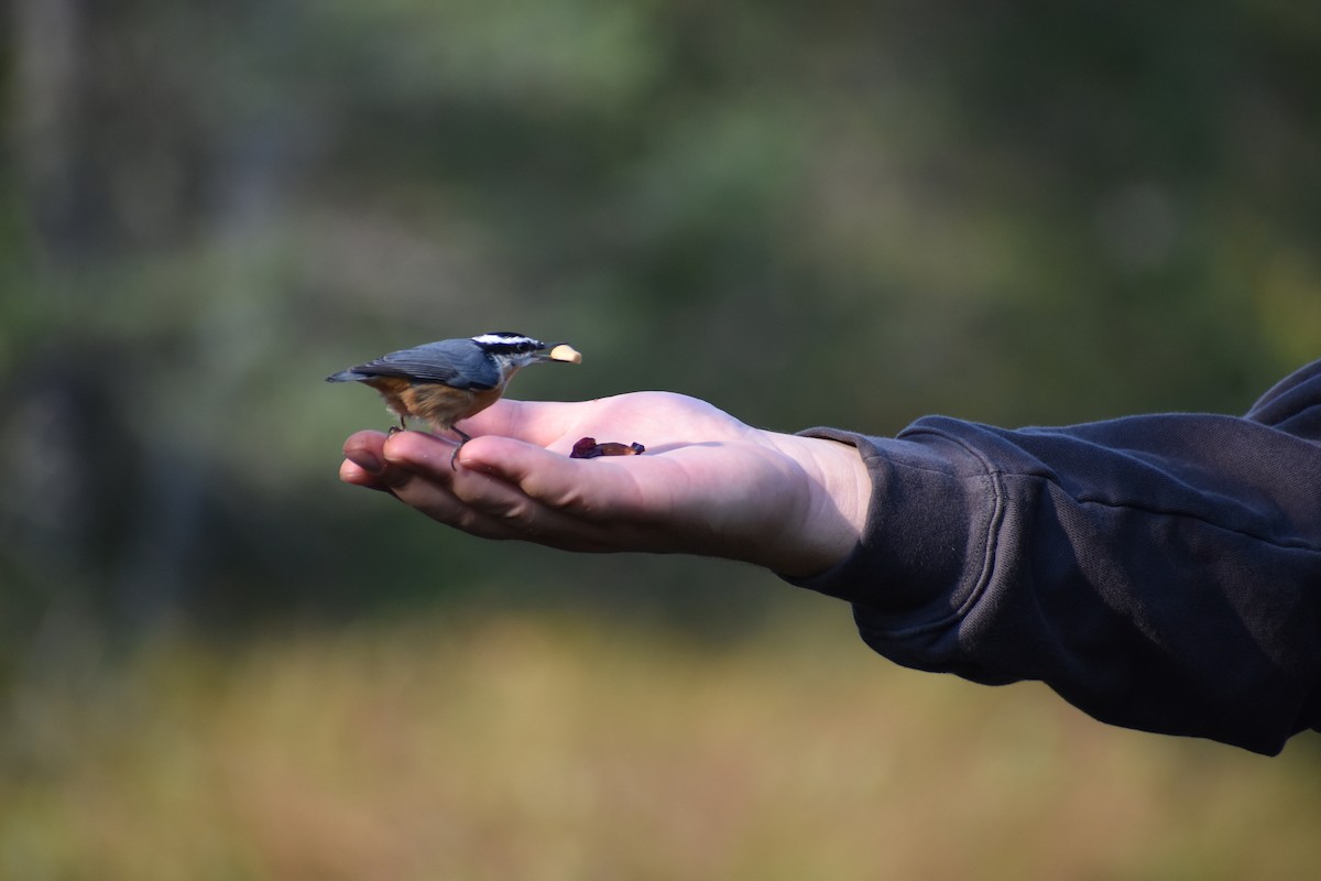 Red-breasted Nuthatch - ML646135541