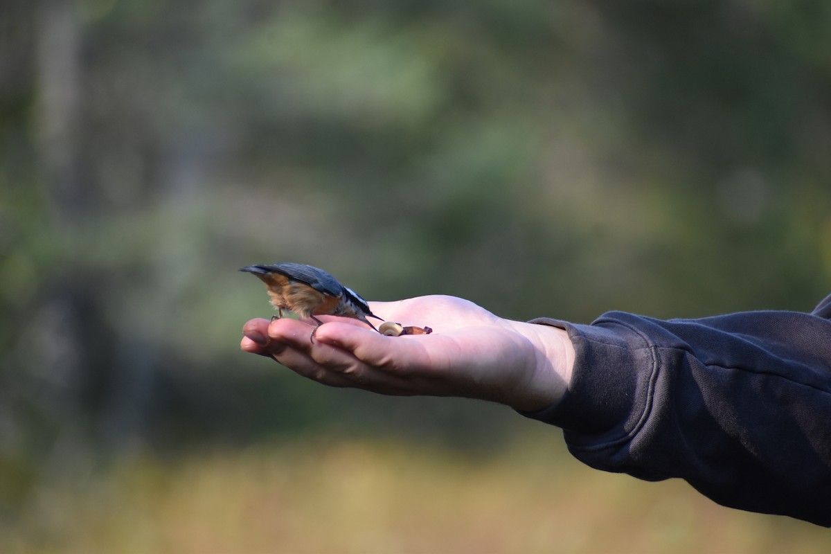 Red-breasted Nuthatch - ML646135542