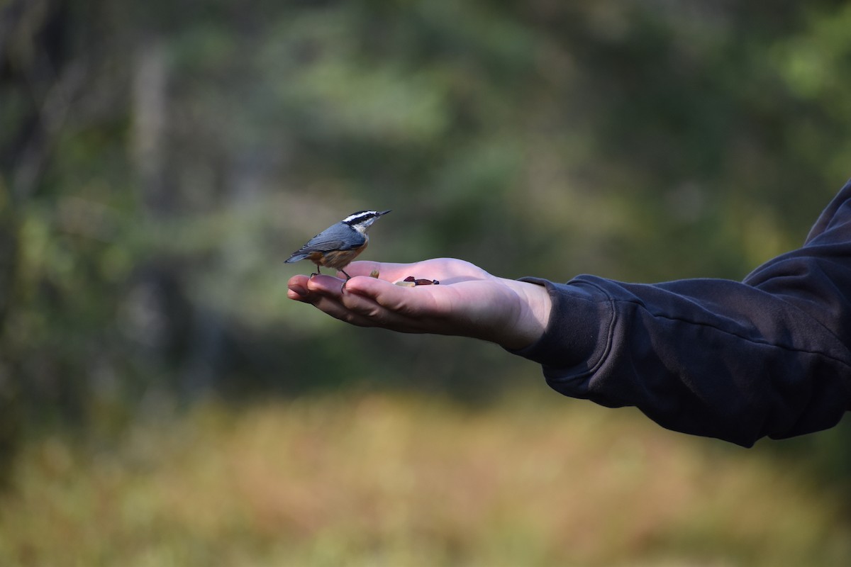 Red-breasted Nuthatch - ML646135543