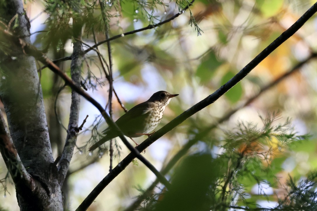 Hermit Thrush - ML646135545