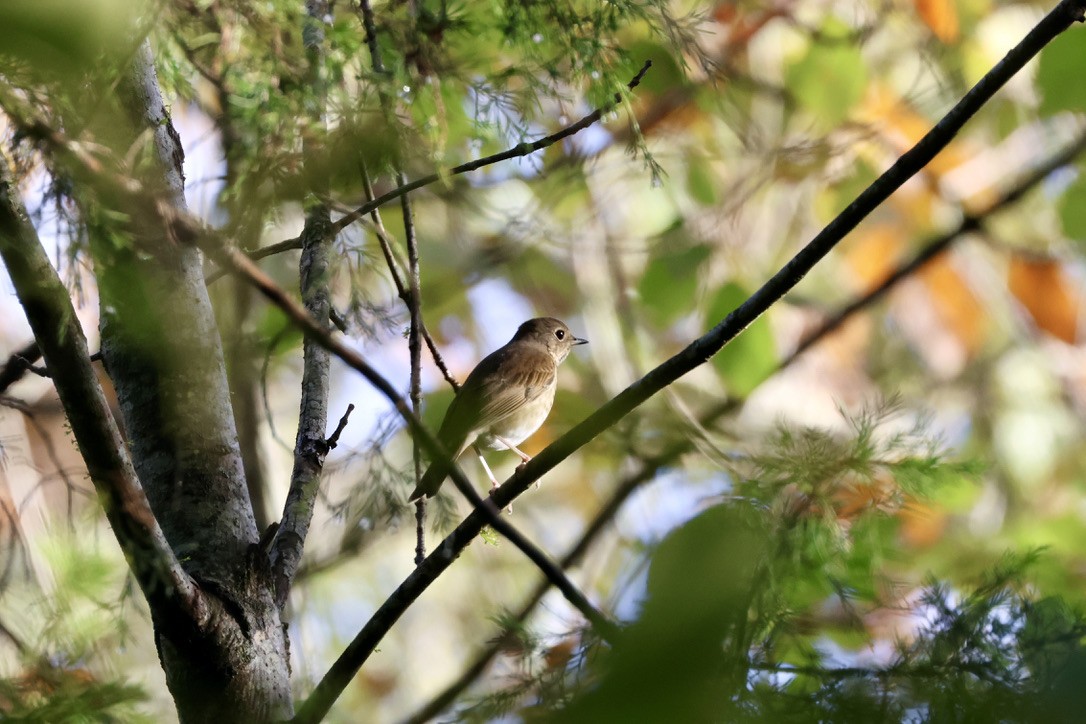 Hermit Thrush - ML646135546