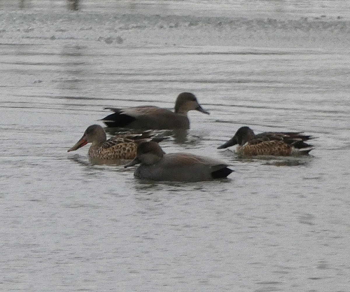Northern Shoveler - ML646135547