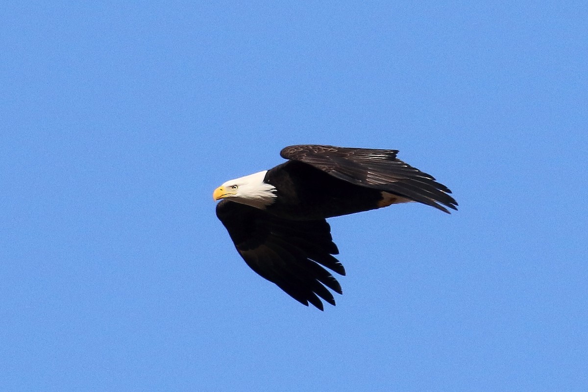 Bald Eagle - ML646135548