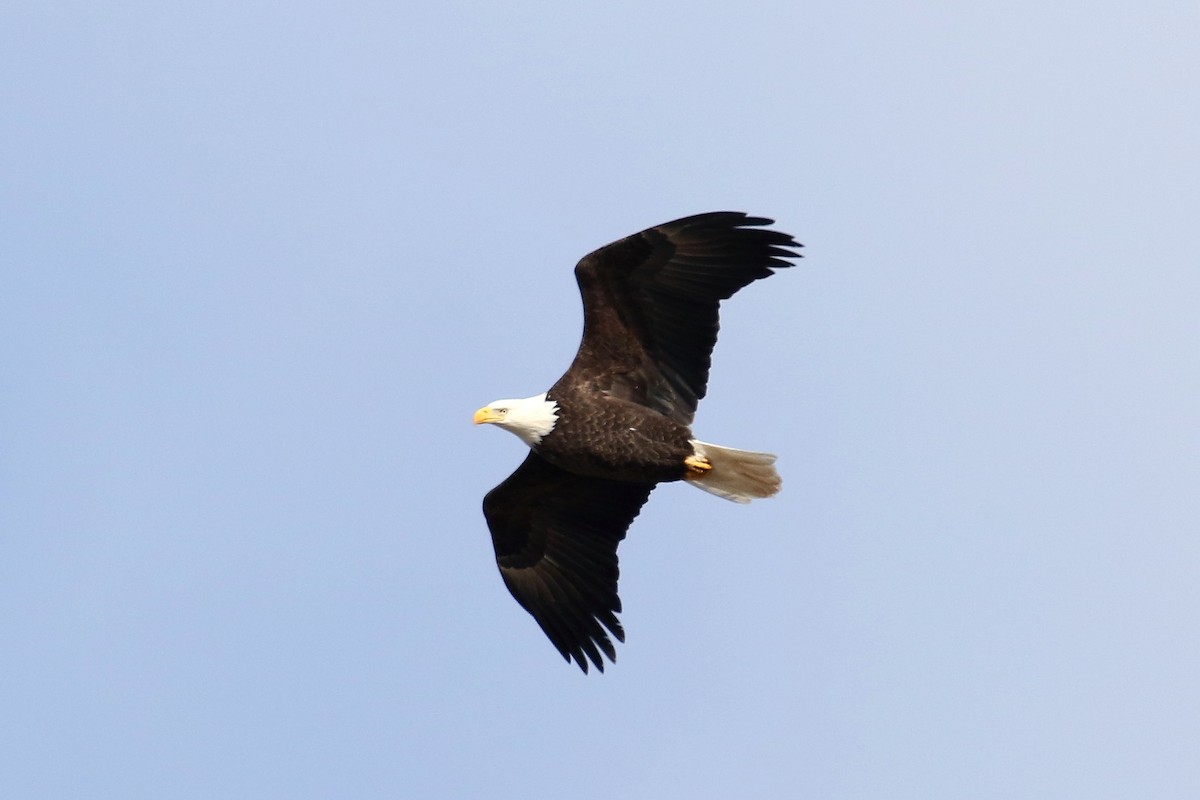 Bald Eagle - ML646135549