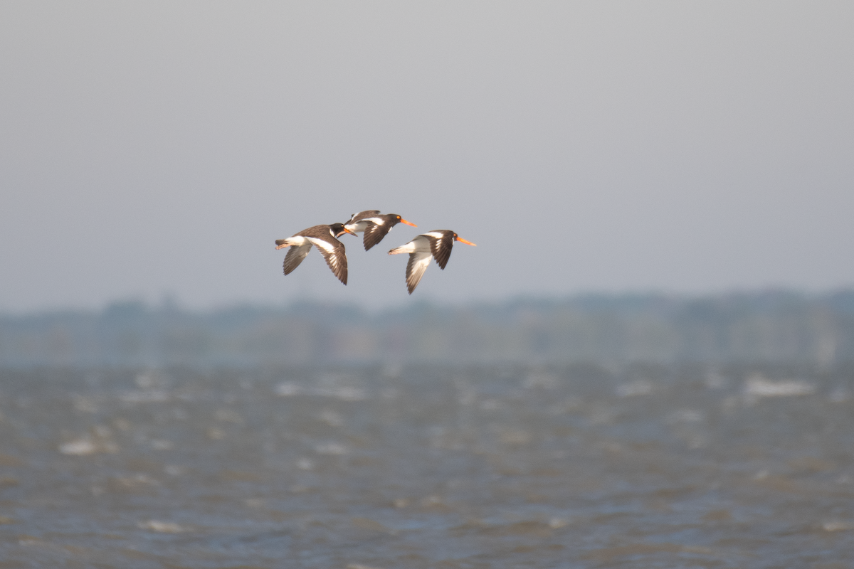 American Oystercatcher - ML646135552