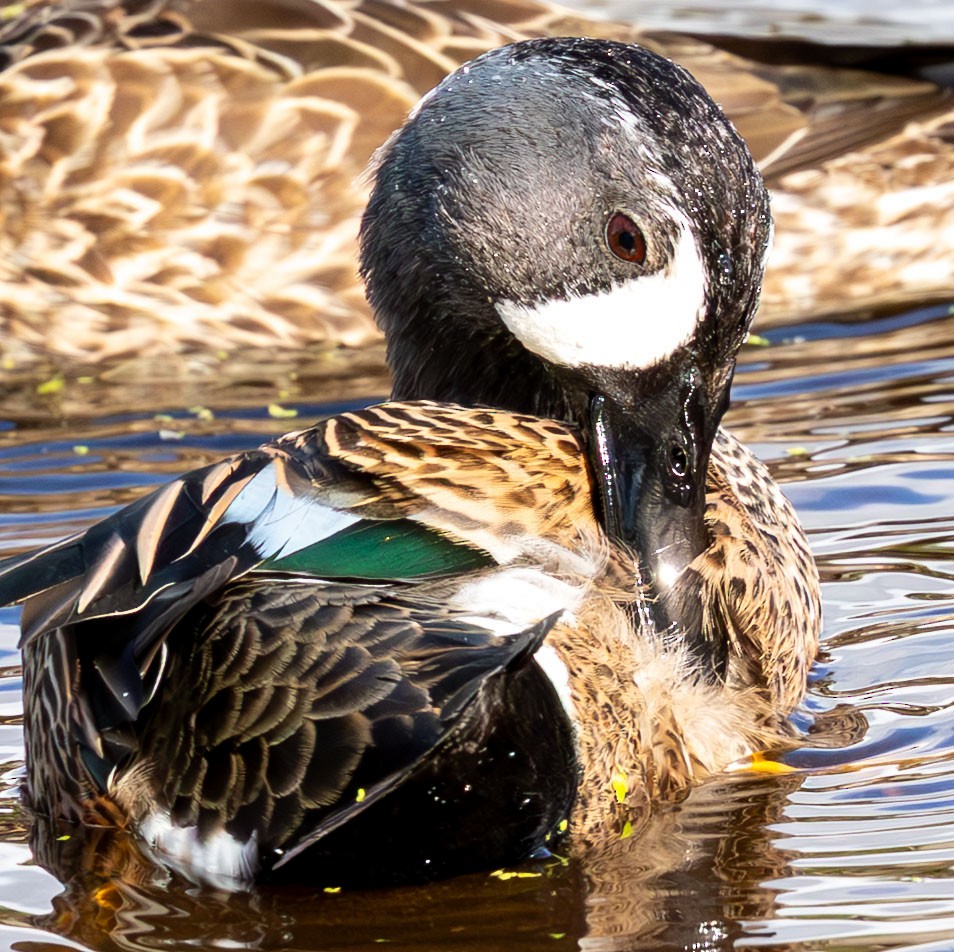 Zertzeta hegalurdina - ML646135553