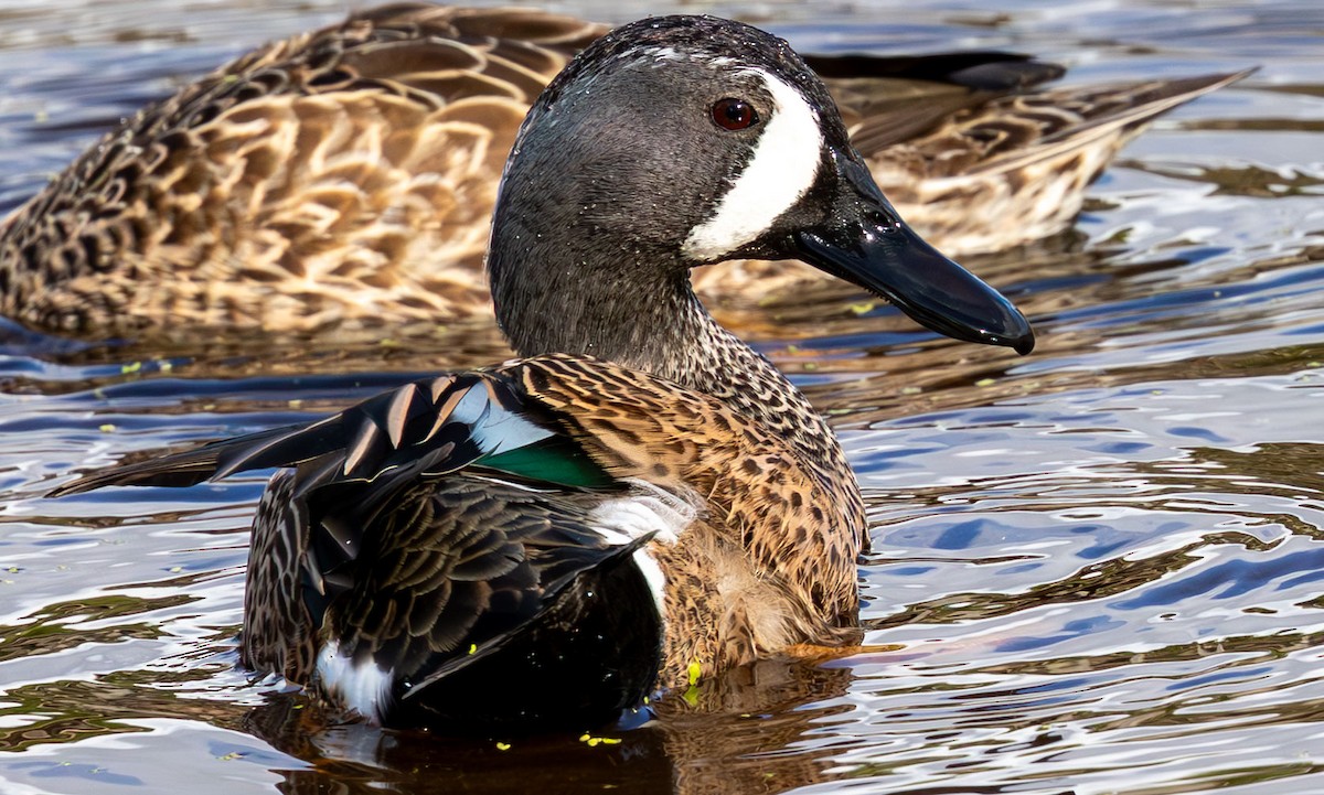 Zertzeta hegalurdina - ML646135554