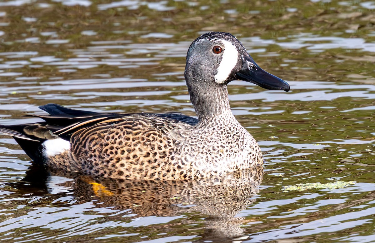 Zertzeta hegalurdina - ML646135555