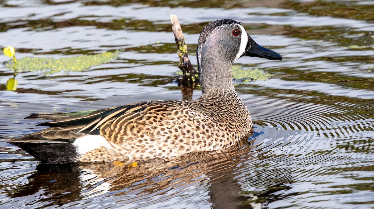 Zertzeta hegalurdina - ML646135556