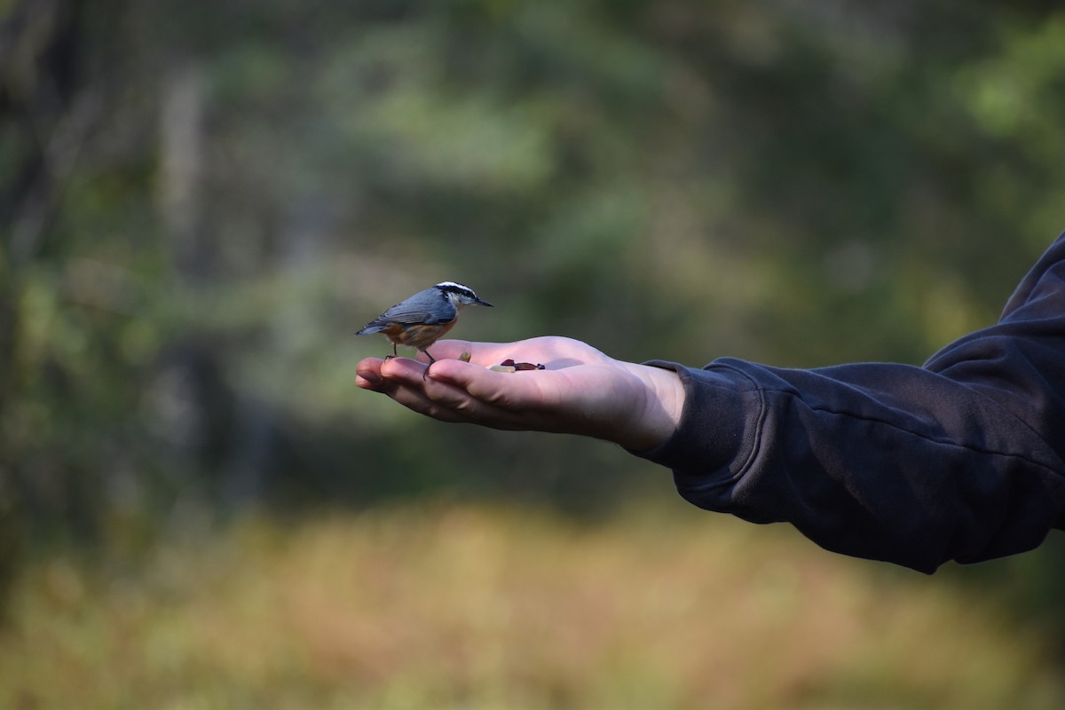 Red-breasted Nuthatch - ML646135560