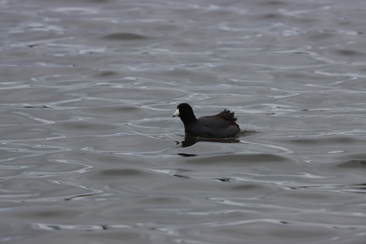 American Coot - ML646135566