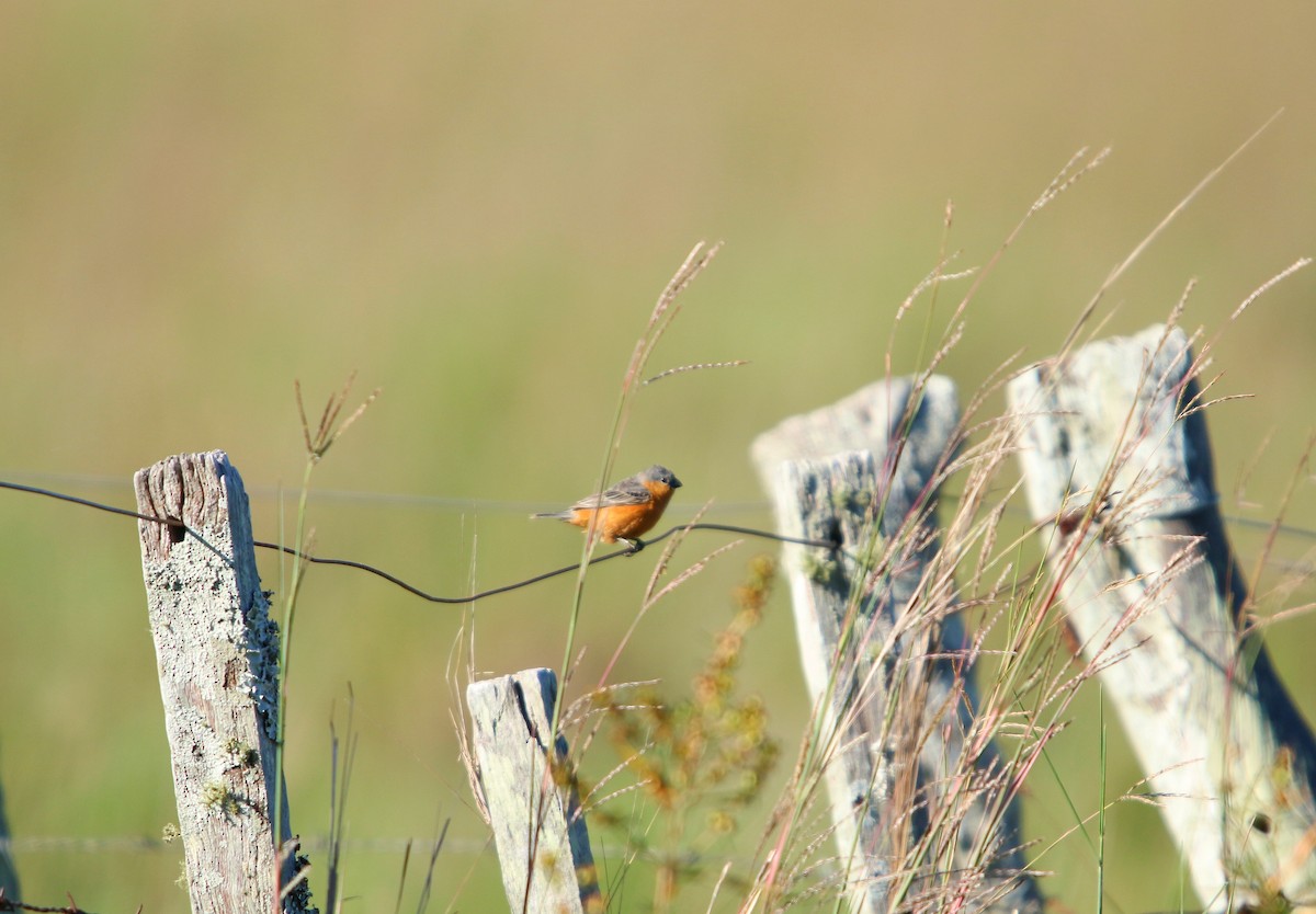 Tawny-bellied Seedeater - ML646135567