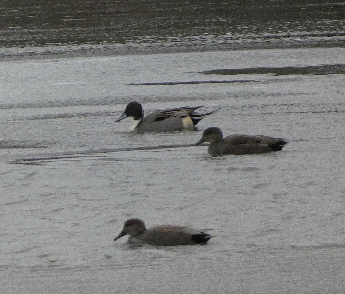 Northern Pintail - ML646135568