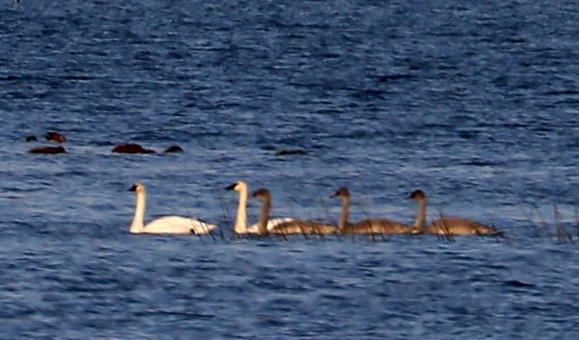 Trumpeter Swan - ML646135573