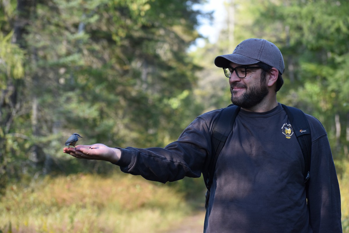 Red-breasted Nuthatch - ML646135600