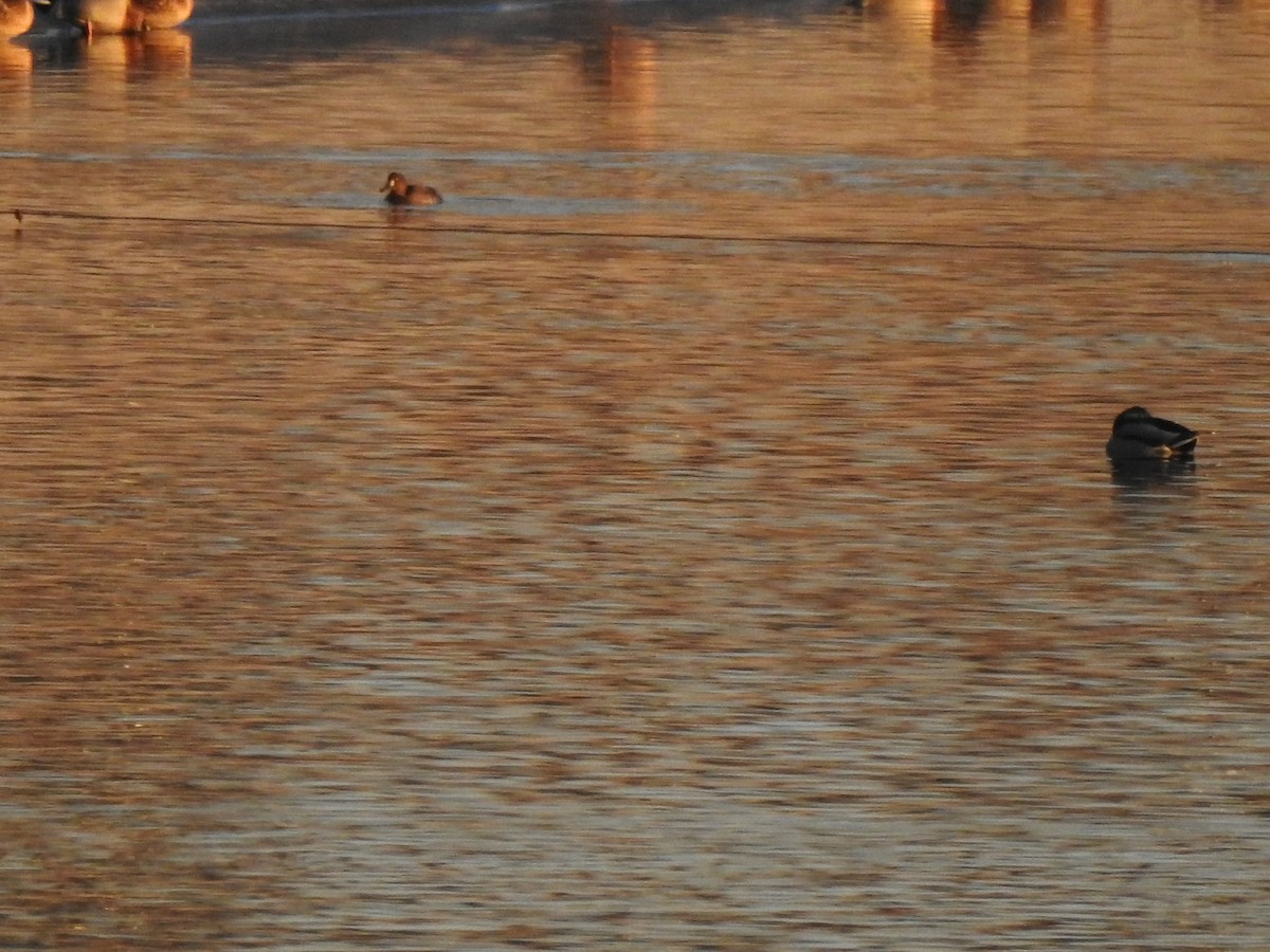 Tufted Duck - ML646135601