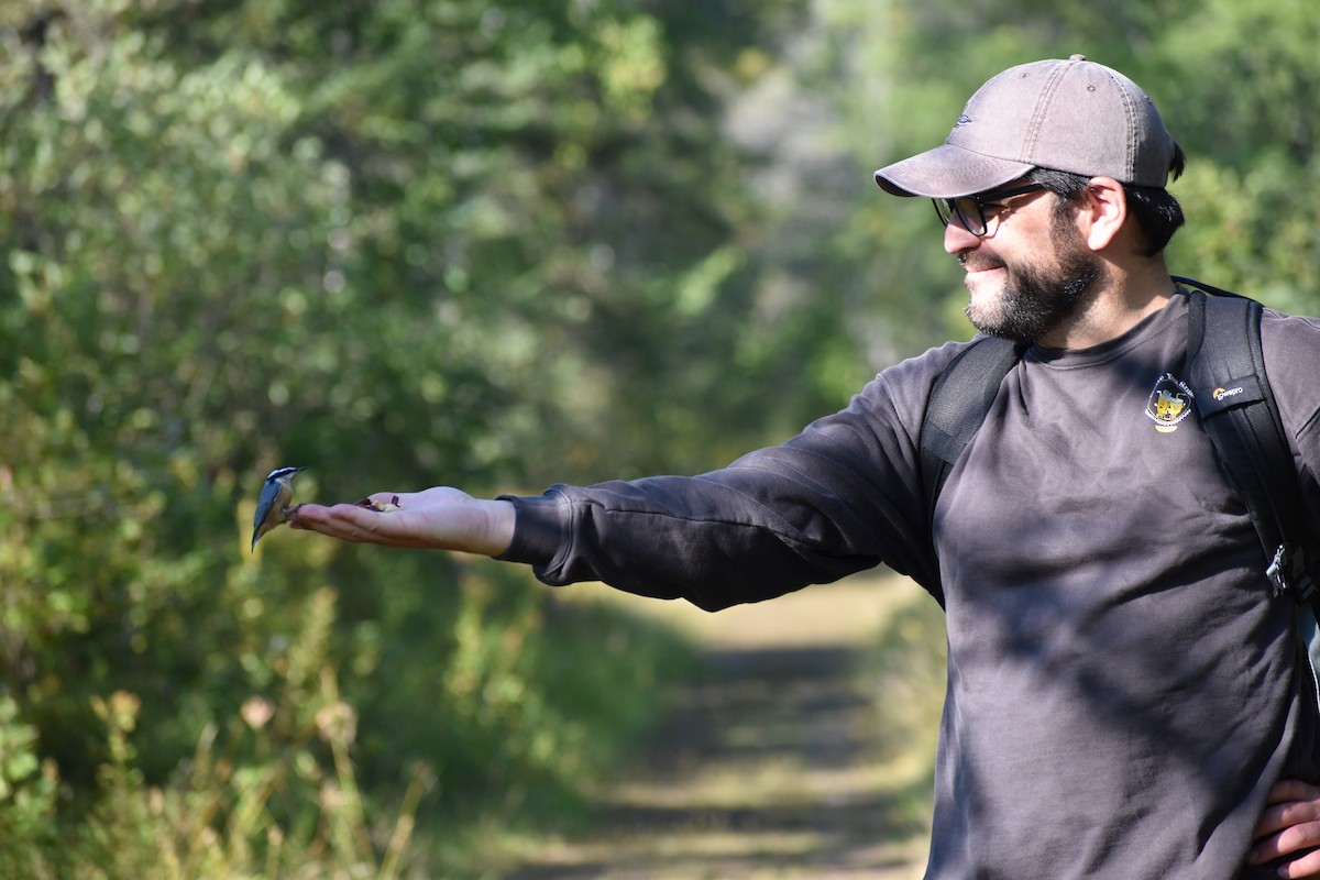 Red-breasted Nuthatch - ML646135602