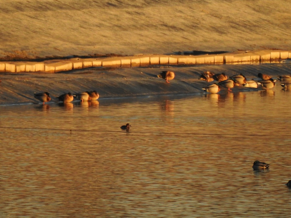Tufted Duck - ML646135603