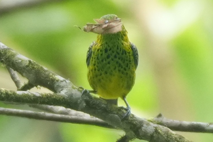 Yellow-bellied Tanager - ML646135608