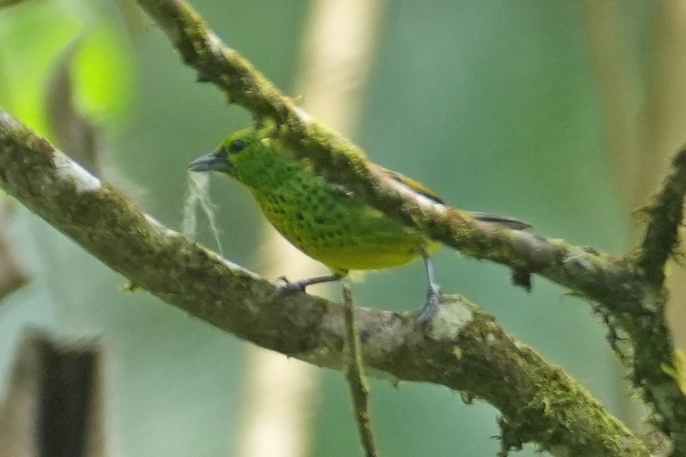 Yellow-bellied Tanager - ML646135609