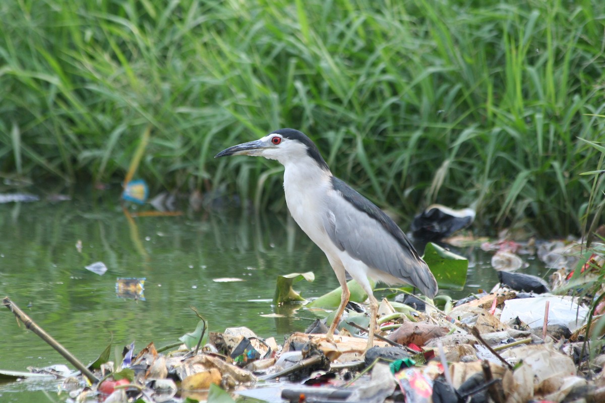 Black-crowned Night Heron - ML646135610